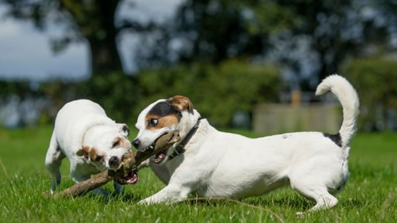 Nuestras mascotas también tienen celos