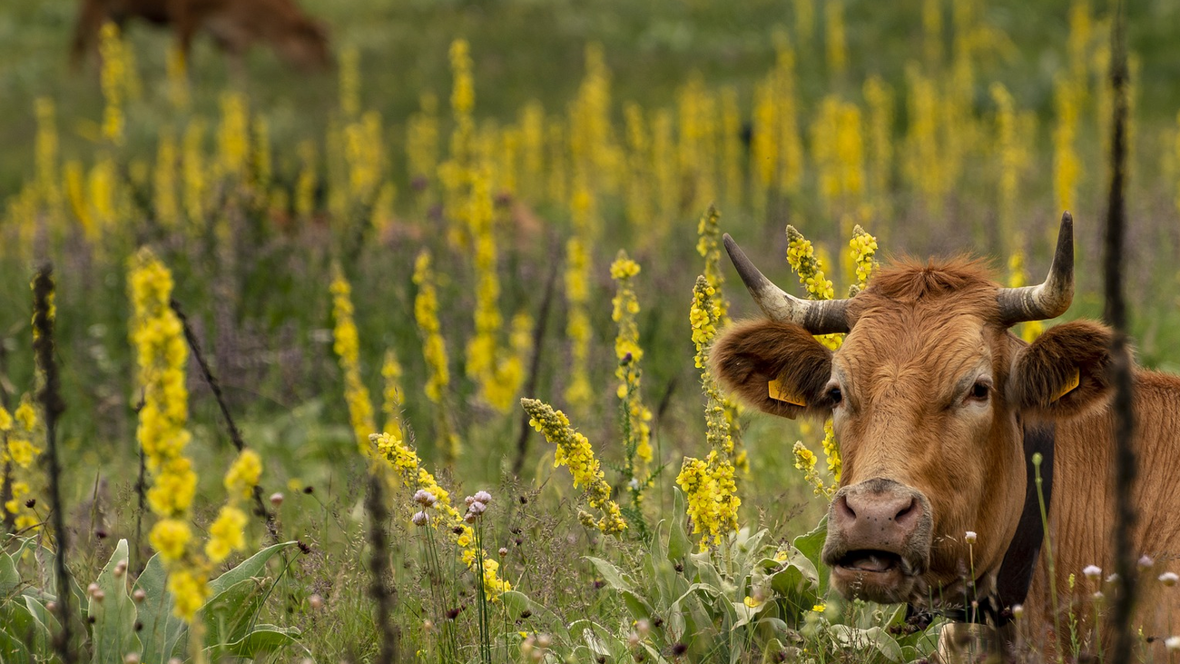 Dormir en plena Sierra del Guadarrama