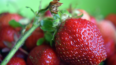 Recolectar fresas en Madrid, ¿dónde?