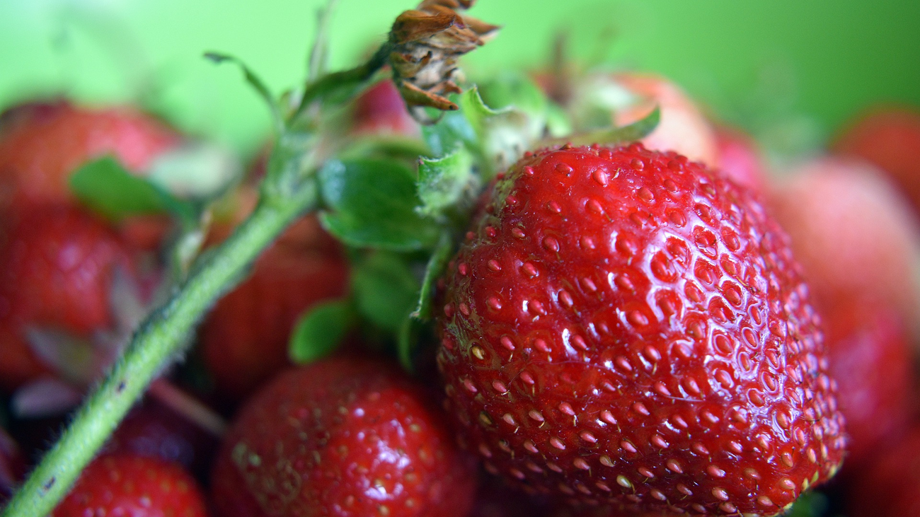 Recolectar fresas en Madrid, ¿dónde?