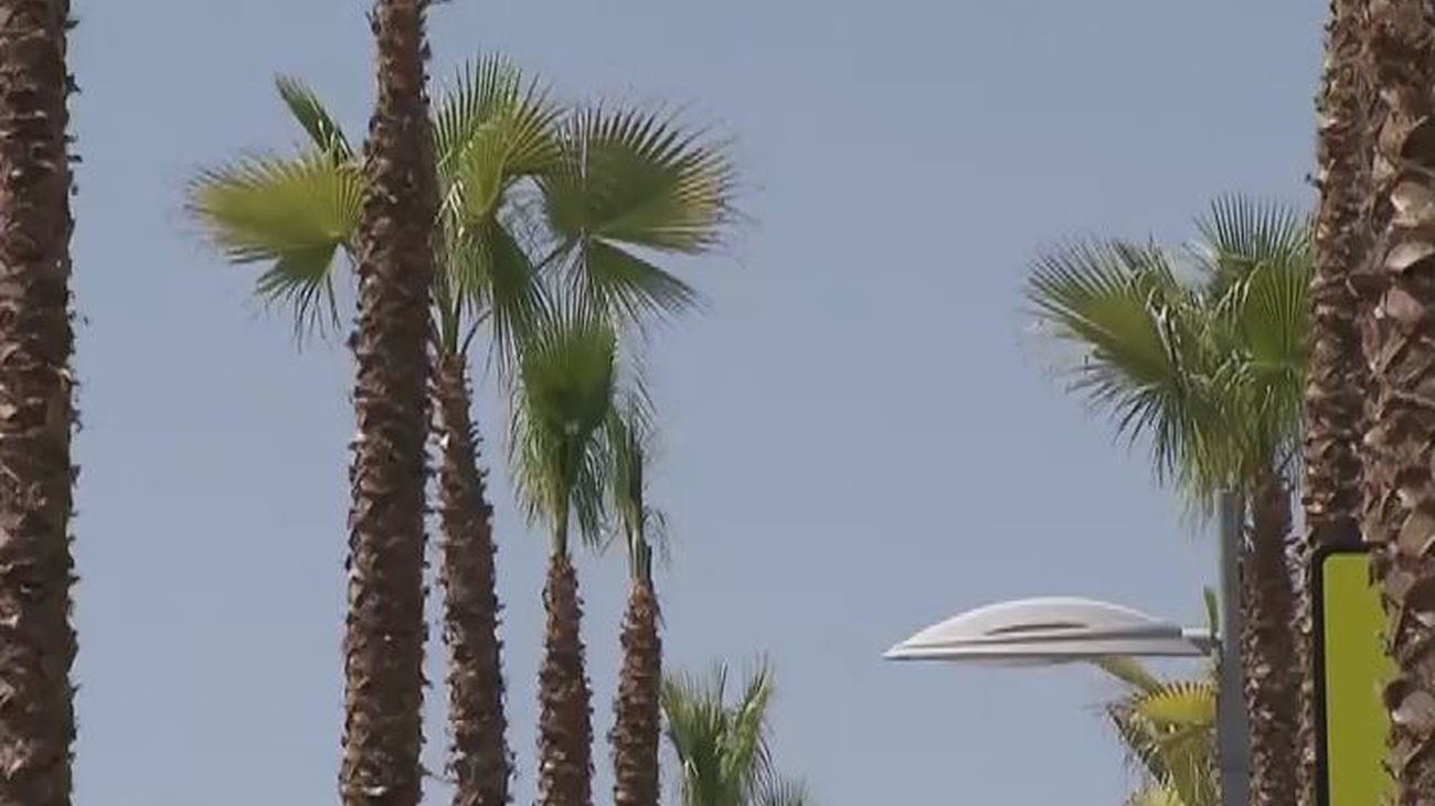 Más de cien palmeras renuevan las calles de Boadilla este verano
