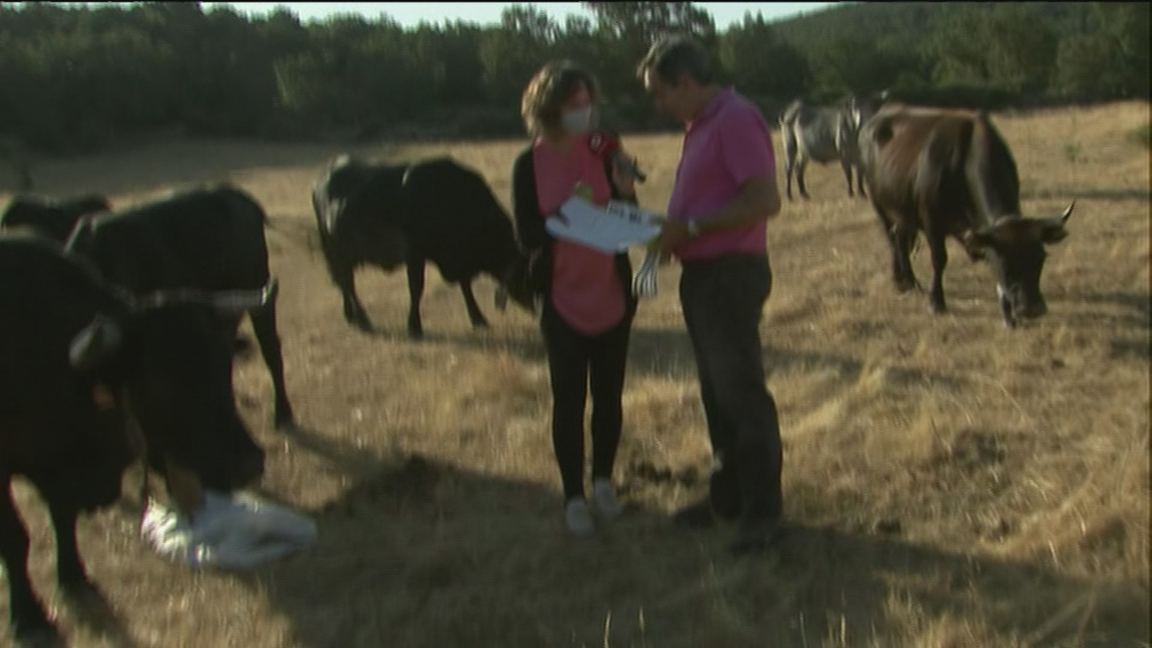 Un ‘ejército’ de ganado localizado por GPS limpia el monte de Madrid en la lucha contra el fuego