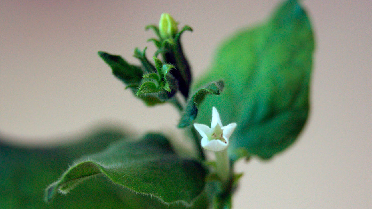 la Nicotiana benthamiana, una planta de tabaco clave para la producción masiva de vacunas contra la covid-19