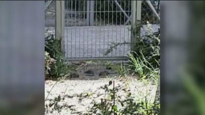 Las ratas campan a sus anchas en los jardines de varias  fincas de Avenida de América