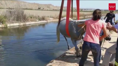 Rescatan un caballo de una acequia en San Martín de la Vega