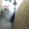 El angustioso rescate de un gato atrapado entre dos paredes en Morata de Tajuña