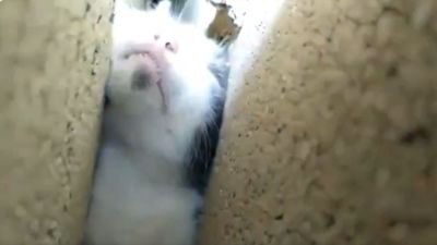 El angustioso rescate de un gato atrapado entre dos paredes en Morata de Tajuña