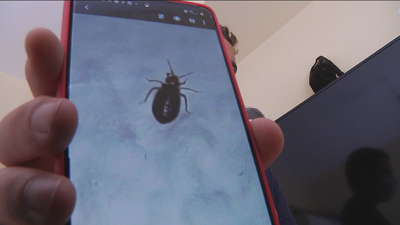 Chinches en las viviendas, en Villaverde