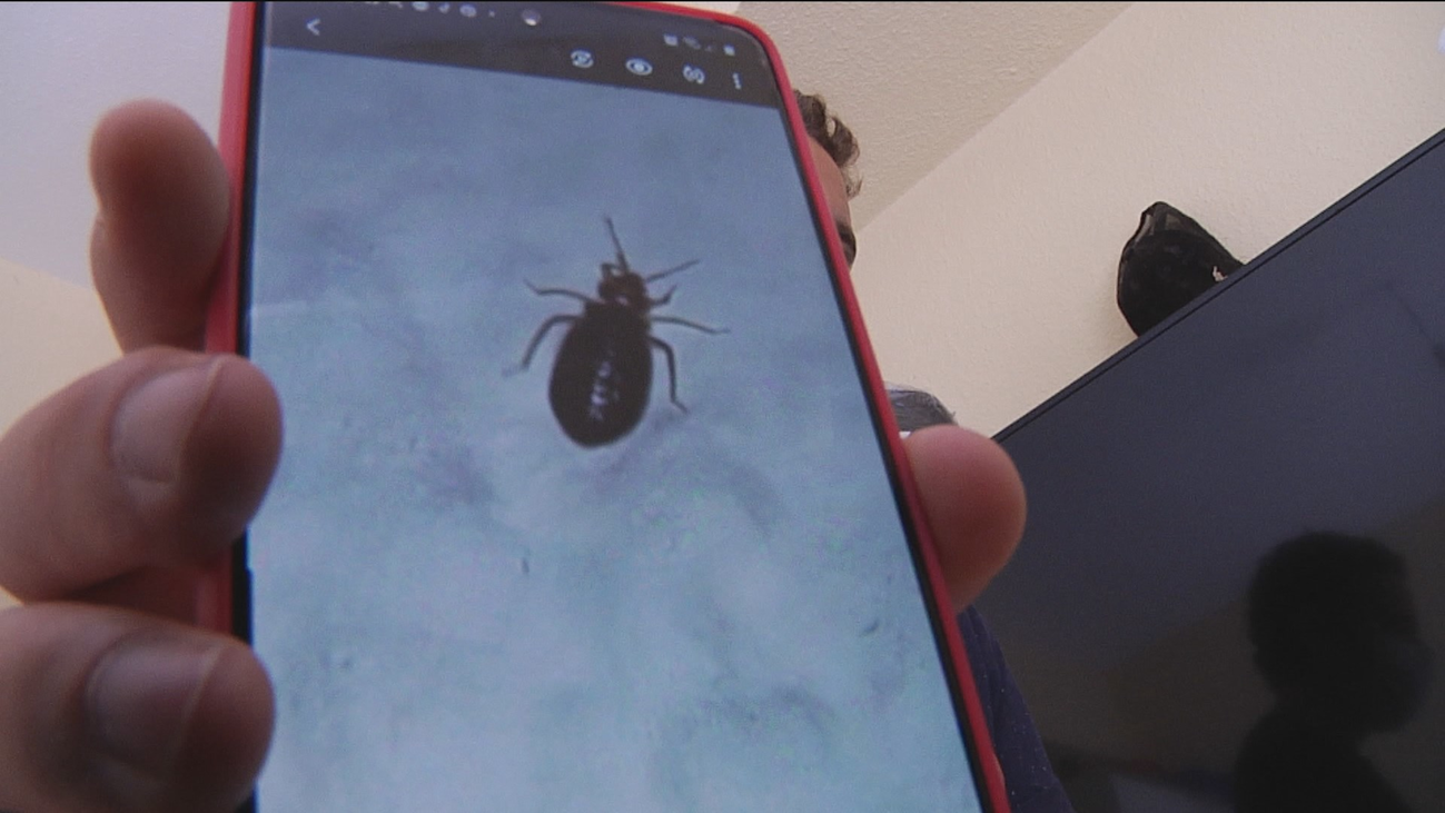 Chinches en las viviendas, en Villaverde