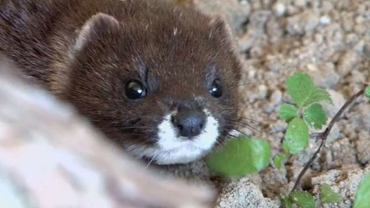 Aragón ordena sacrificar los 92.700 visones de una granja para prevenir la Covid