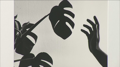 Madoz, el fotógrafo que juega con la Naturaleza, regresa al Botánico