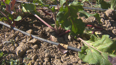 Naciones Unidas premia los huertos comunitarios de Torremocha del Jarama