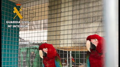 Desmantelada una red dedicada al comercio ilegal de animales protegidos