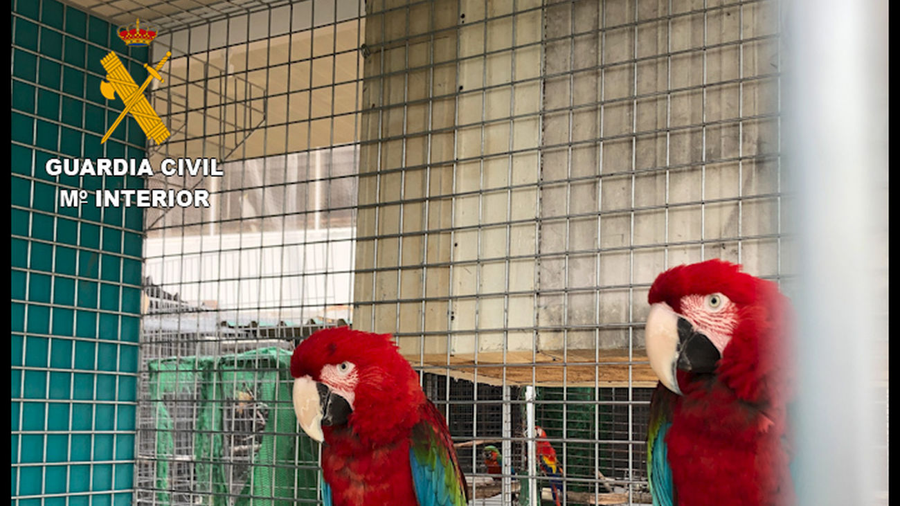 Especie protegida incautada por la Guardia Civil