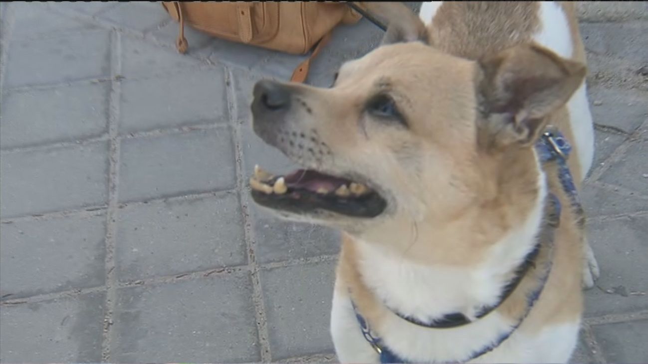 Buenos Días Madrid 20.07.2020 (10.00 - 11.00)