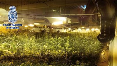 La Policía Nacional incauta más de 12.000 plantas de marihuana en Madrid, Serranillos y Aranjuez