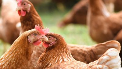 Se dispara la venta de gallinas para autoconsumo por miedo a un nuevo confinamiento