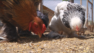 Un gallinero internacional, en San Agustín de Guadalix