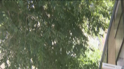 Un árbol gigante se mete por la ventana, tira tejas y destroza el canalón de un bloque en la Avenida de Burgos