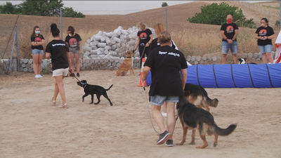 Clases de obediencia canina al aire libre en Arroyomolinos