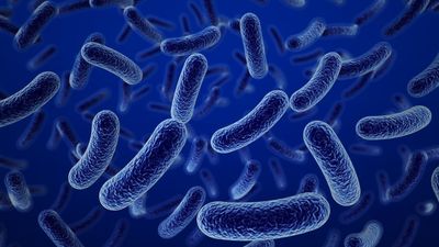 Marcelino Colete, director de Probimel:  “El primer sistema de defensa que tiene nuestro organismo es el intestino”