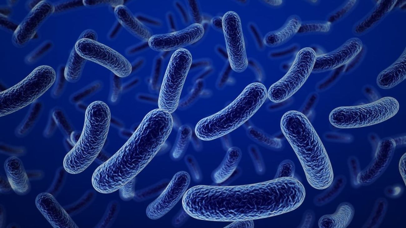 Marcelino Colete, director de Probimel:  “El primer sistema de defensa que tiene nuestro organismo es el intestino”