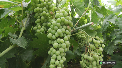 Nos colamos en el 'Museo vivo' de vides en Alcalá de Henares