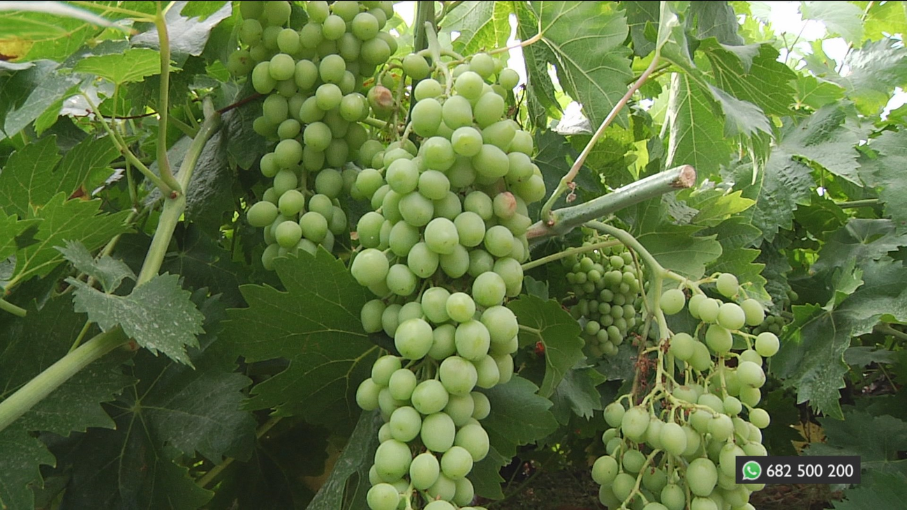 Nos colamos en el 'Museo vivo' de vides en Alcalá de Henares