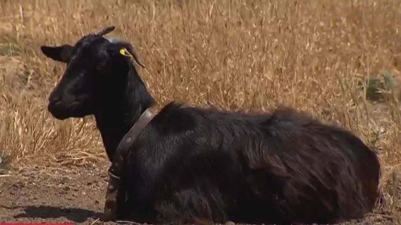 El Boalo propone que las  cabras bombero en  la lucha de prevención de incendios trabajen en toda la región