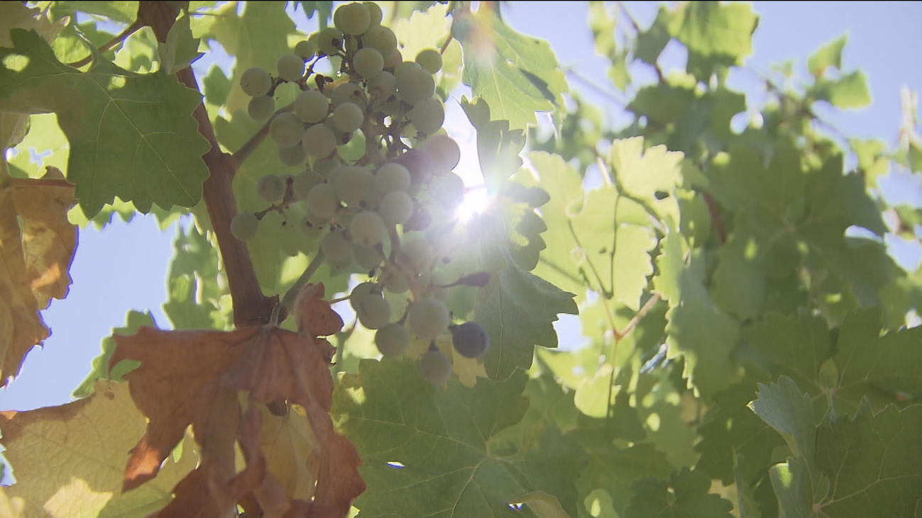 Los vinos de Madrid espera una cosecha espectacular, aunque menos  ventas