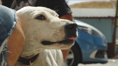 Rescatista de perros en la Cañada Real