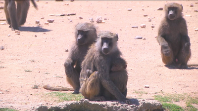 El Safari de Madrid toma medidas contra el calor de los animales