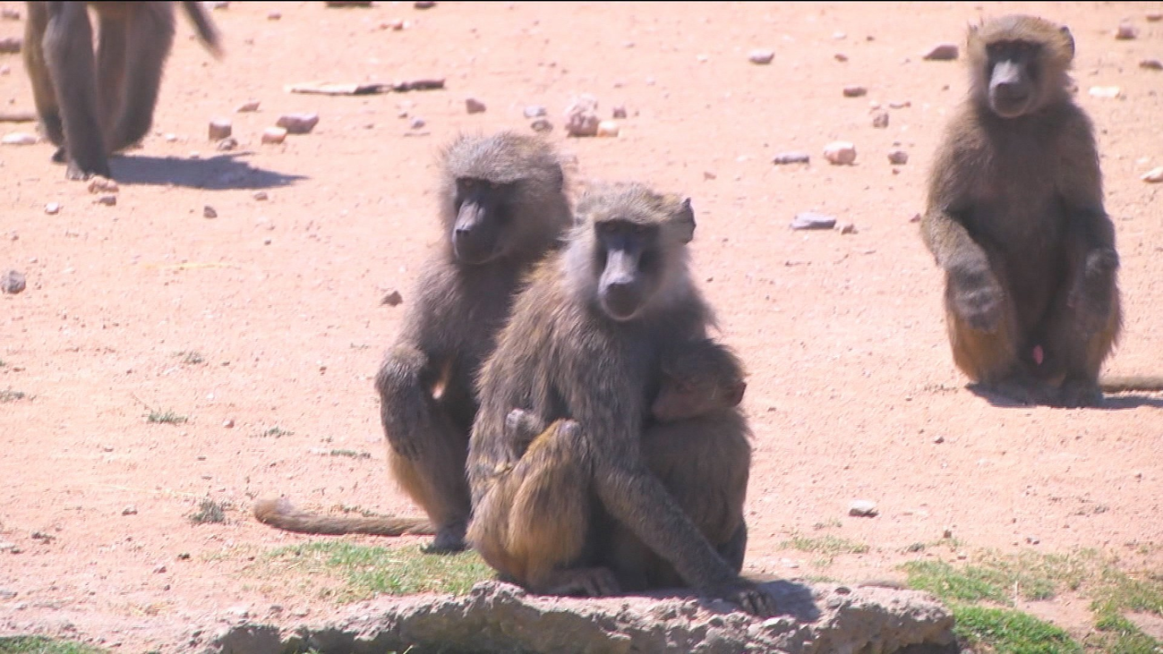 El Safari de Madrid toma medidas contra el calor de los animales