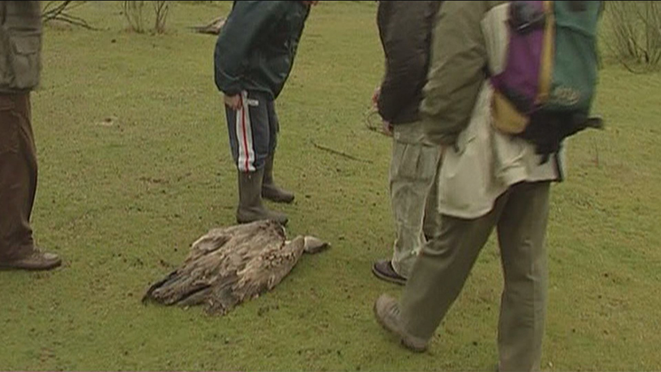 Ocho mil animales mueren envenenados cada año en nuestro país