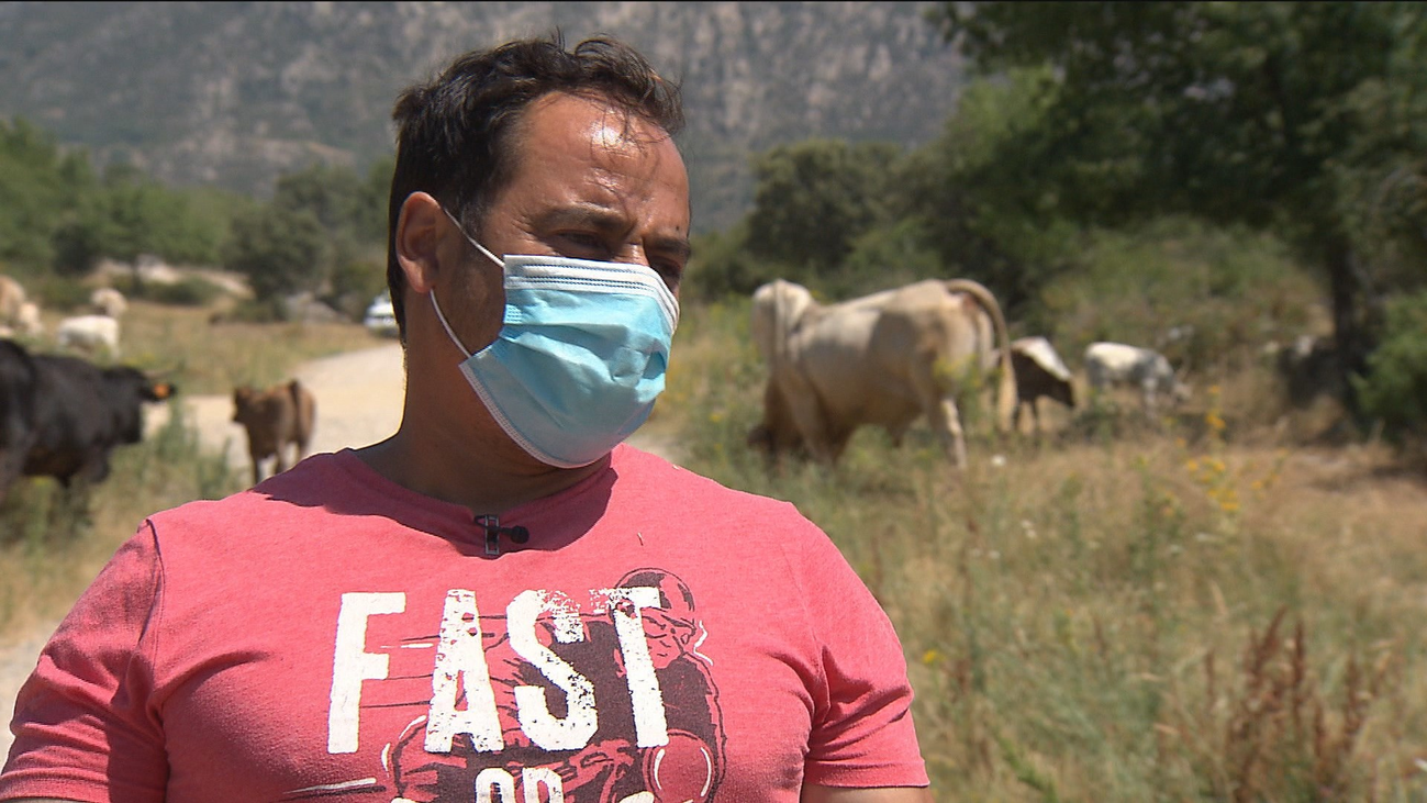 El móvil, el nuevo aliado de los ganaderos de la sierra de Guadarrama para controlar el ganado