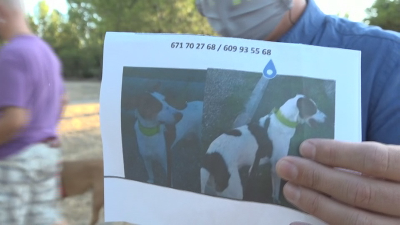 Buscan a Fito, un perro desaparecido en el Ensanche de Vallecas