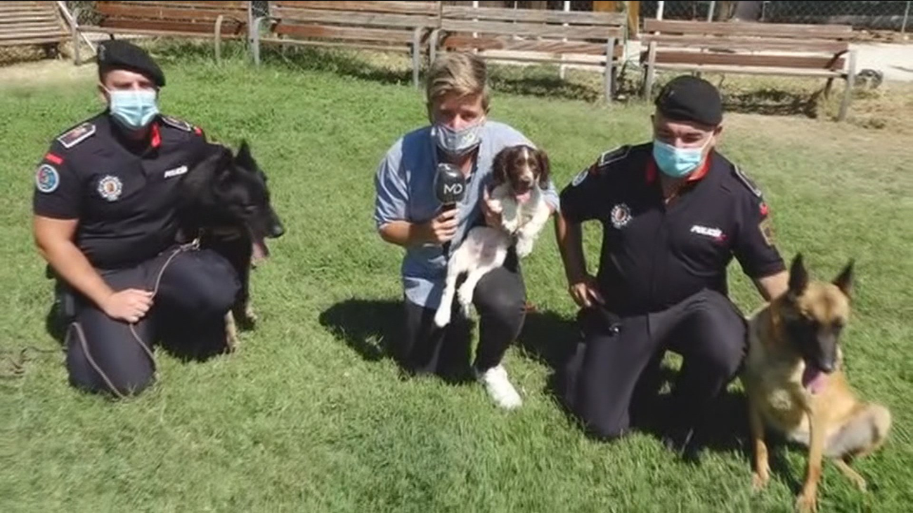 Así trabaja la Unidad Canina de Móstoles