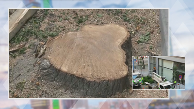 ¿Por qué talan los árboles en esta calle del centro de Madrid?