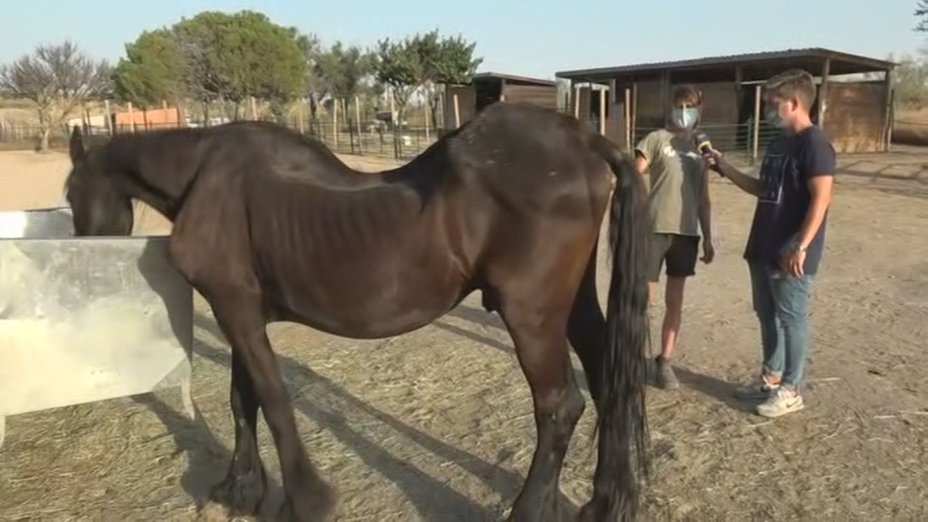 Así rescatan animales de granja en Santuario Vegan