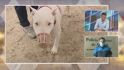 La Policía de Alcorcón alerta sobre la presencia de perros peligrosos sin bozal ni licencia