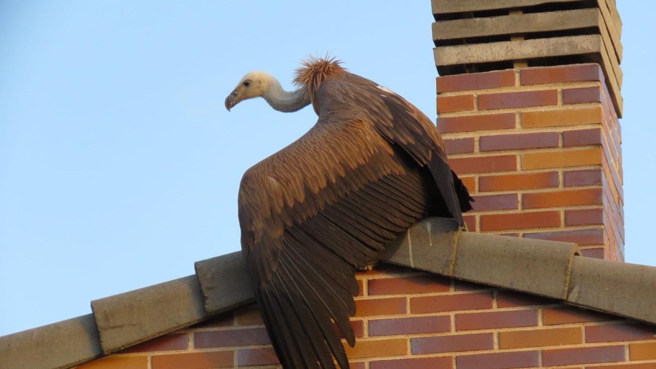 Rescatado un buitre que vagaba por los tejados de Boadilla del Monte