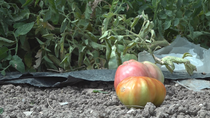 La Comunidad de Madrid recupera a Moruno, Gordo y Antiguo, tres variedades de tomate de los 60