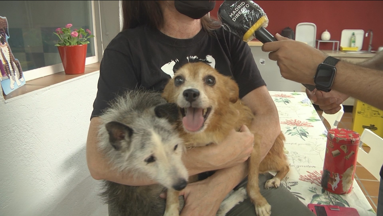 Conocemos a los diez perros rescatados por la protectora ALBA