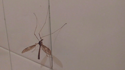 Andalucía confirma el virus del Nilo como causa de la meningoencefalitis en 11 pacientes