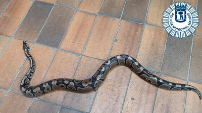 Encuentra una serpiente pitón en su cocina en Villa de Vallecas