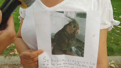 Buscan a Milu, una ninfa perdida en Usera