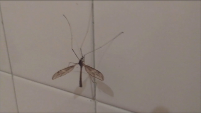 Repelentes contra los moquitos 'Culex', transmisores del virus del Nilo en Andalucía