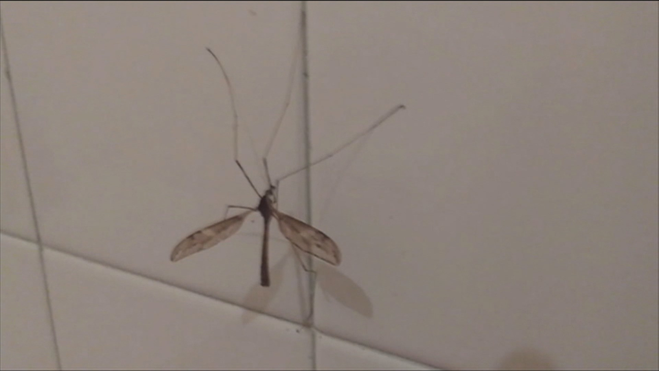 Repelentes contra los moquitos 'Culex', transmisores del virus del Nilo en Andalucía