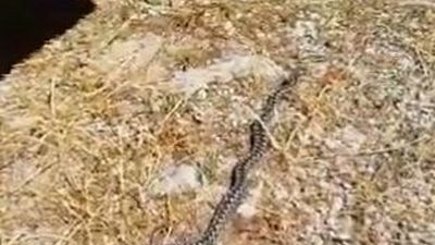 Encuentran a  una víbora venenosa en un garaje  de Manzanares el Real