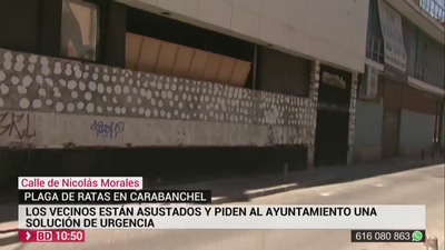 Plaga de ratas en Carabanchel:  hasta 21 ratas en 4 metros de acera
